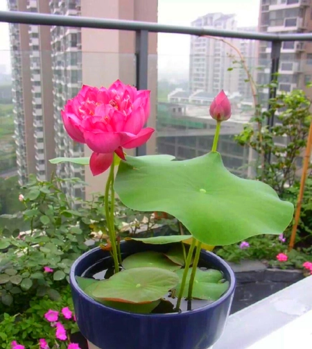 植物土栽水培都可以，5种常见的水培植物，你喜欢吗？(水培植物种土里能活吗)
